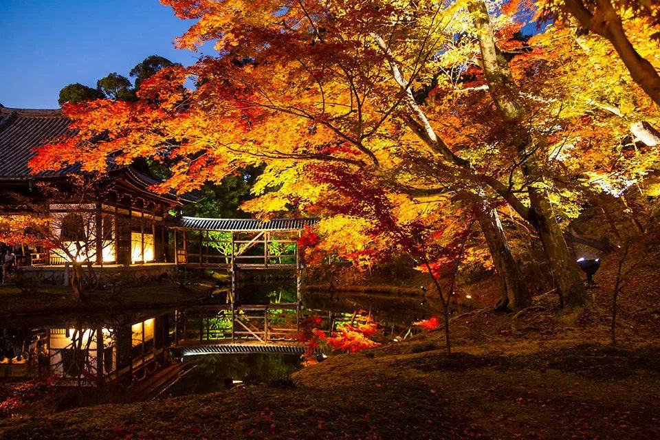 Autumn illumination at Kodai-ji