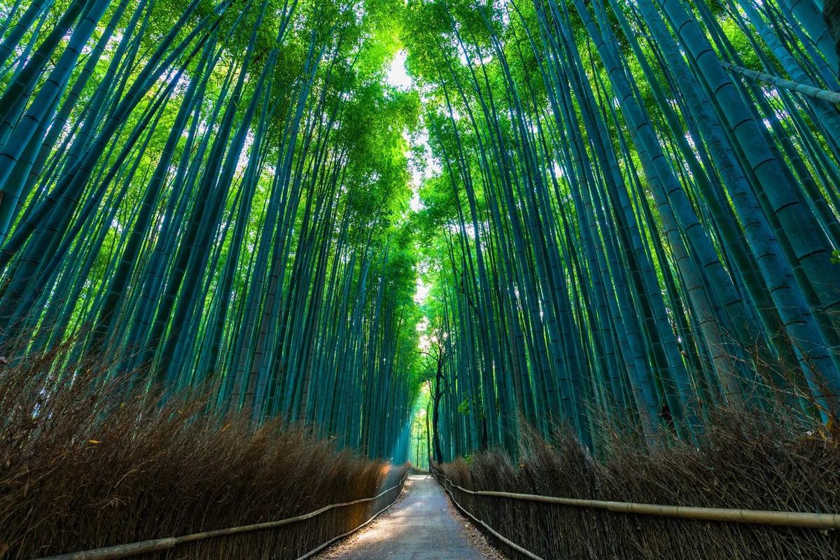 The bamboo grove at Arashiyama